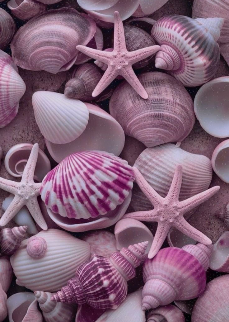 Pastel Sea Shells & Starfish Wall Art