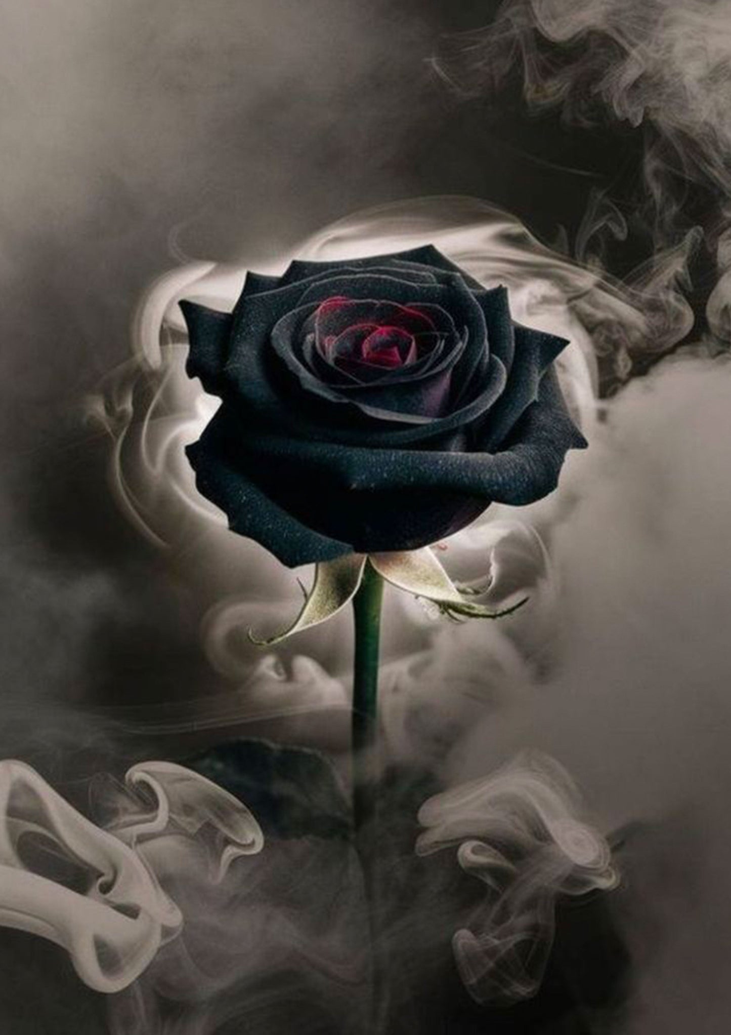 Smokey Black & Red Rose Wall Art