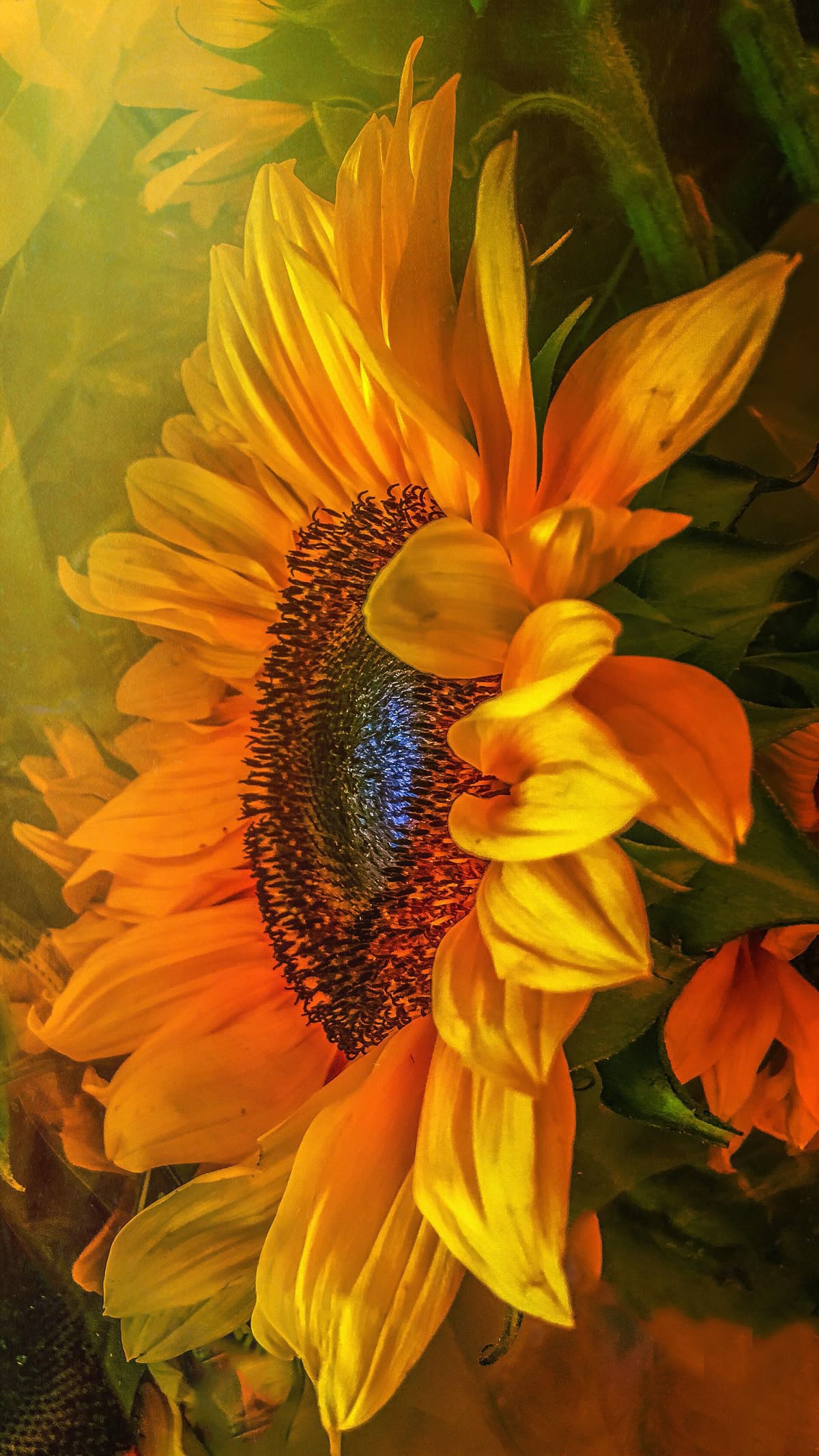 Glowing Sunflower Poster Wall Art