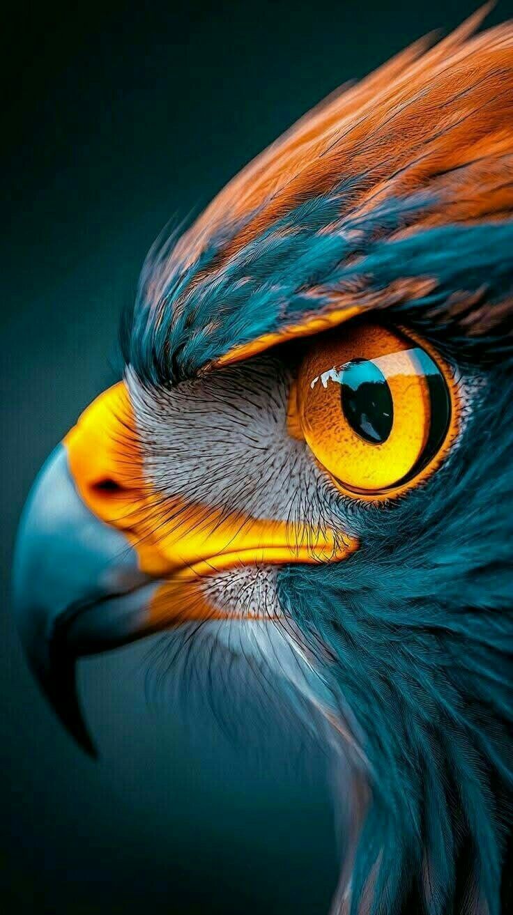 Fierce Eagle Eye Poster Wall Art